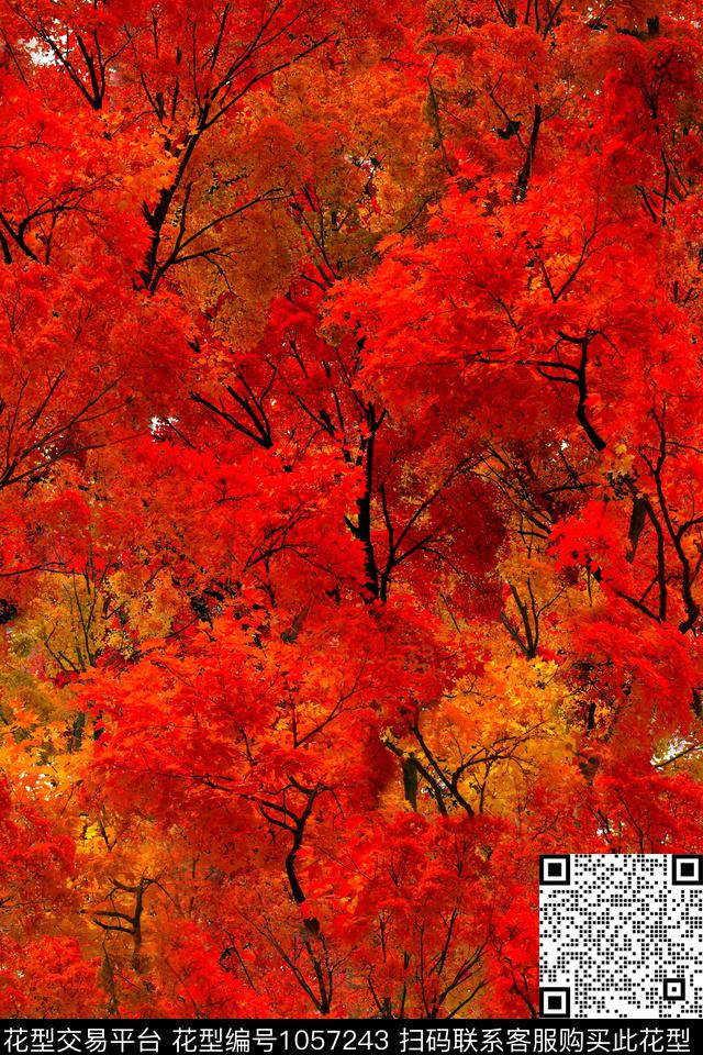 枫林火海.jpg - 1057243 - 枫树 红叶 风景景观 - 数码印花花型 － 女装花型设计 － 瓦栏