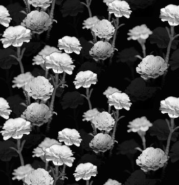 674518-黑白花卉