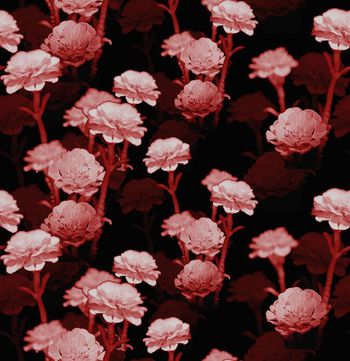 674519-黑红花卉
